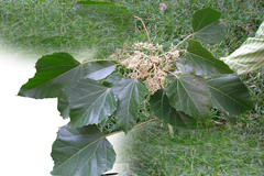 Aleurites moluccanus